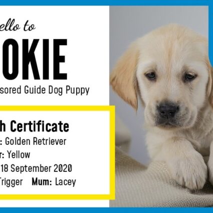 Cookie Joins The Guide Dogs Training Scheme