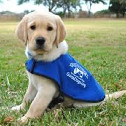 Support Lakeside Village in their bid to sponsor a guide dog pup in 2021
