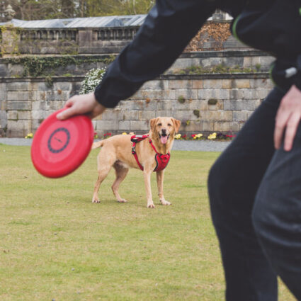 Treat your furry friends to walkies with a difference