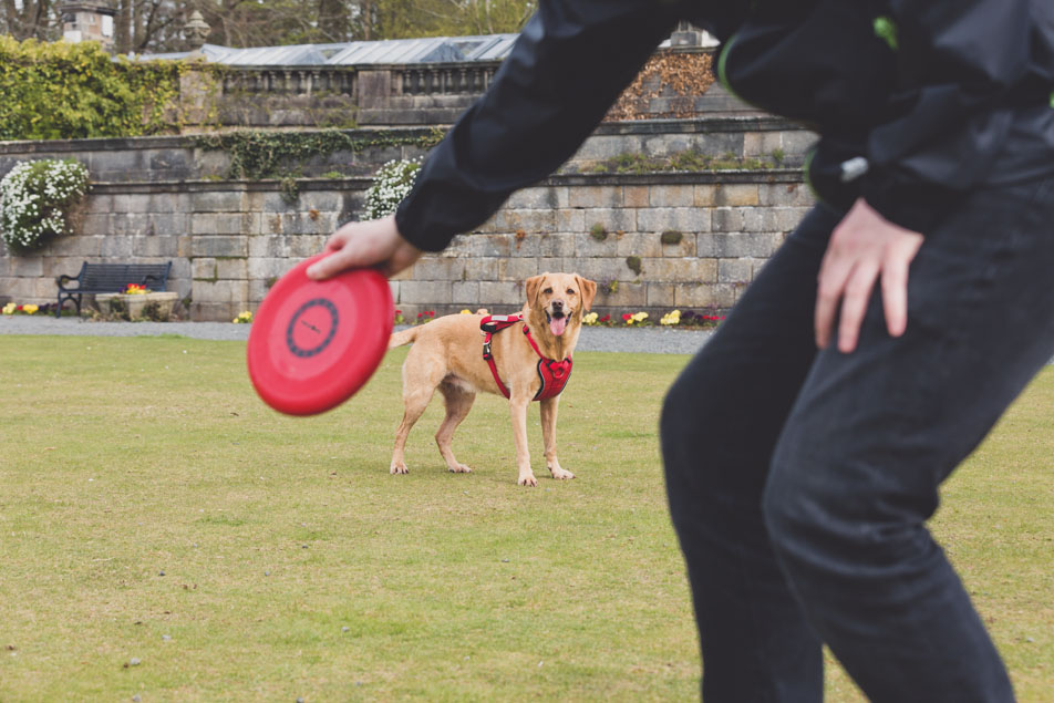 Trespaws Dog Frisbee Fun