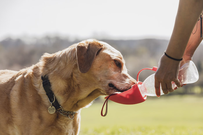 Labrador with dog water bottle