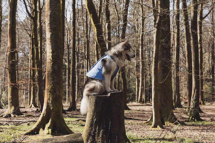 Malamute in Trespaws collection