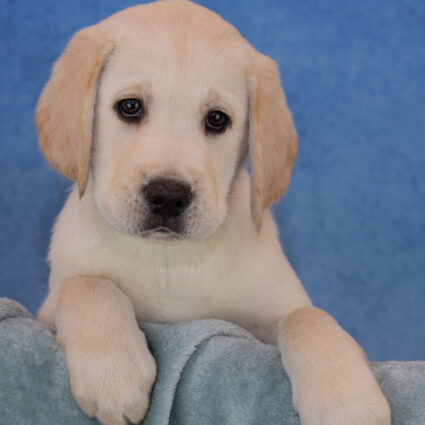 New Guide Dog Update: Bingo